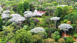 Dark-Stone-Bromelias-Practice-Center-Brazil-mod